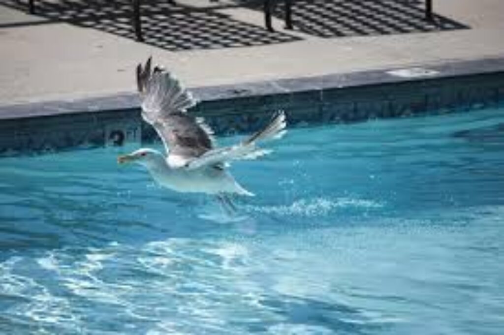 Keeping Birds Away from Your Pool and Deck