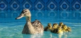 How to Keep Ducks Out of Your Pool