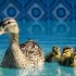 How to Extend Your Pool Season